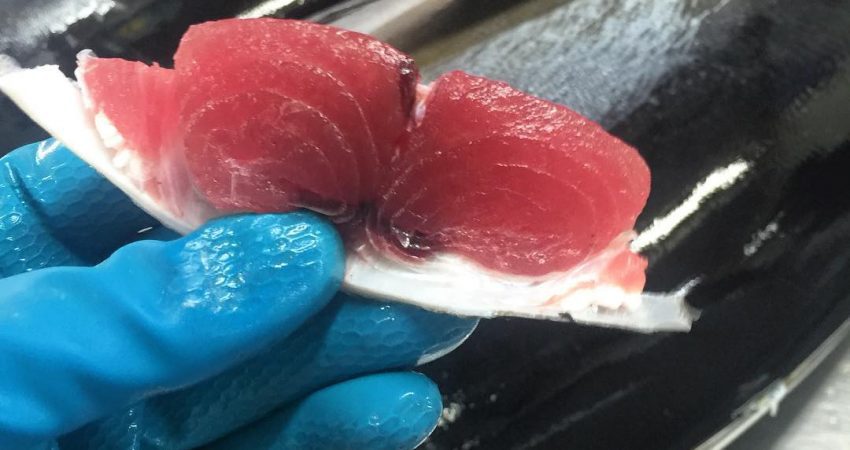 Albacore Tuna Walker Seafoods Australia - Fish&Co