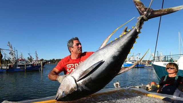 Albacore Tuna Walker Seafoods Australia - Fish&Co