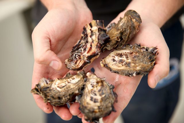 Signature Oysters at Fish and Co